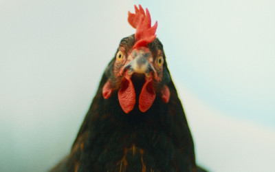 HEN